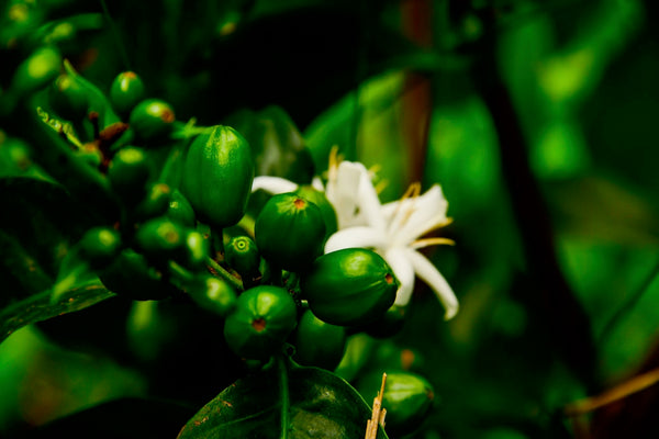 Vinka Sidra Natural