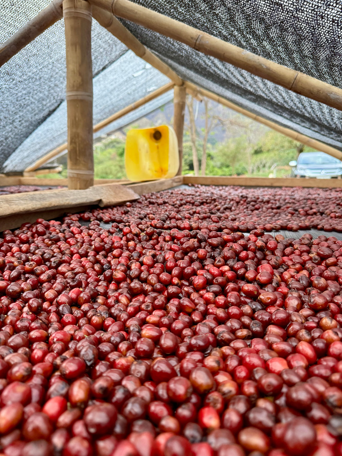 Vinka Sidra Natural