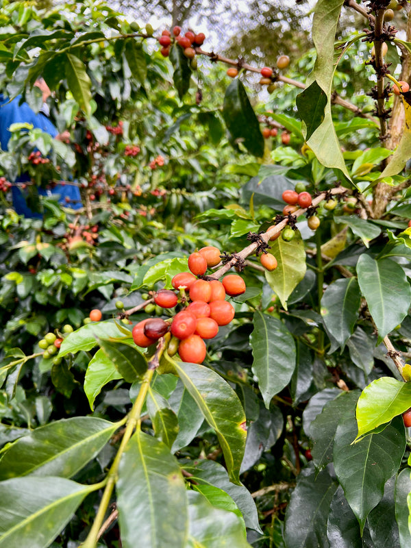 Lolly Drop Espresso
