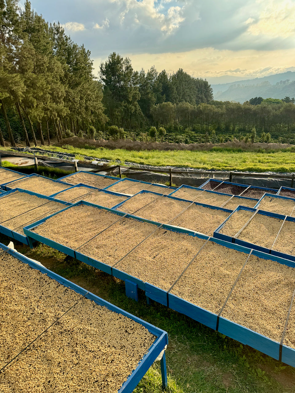 Finca Sumava Black Moon