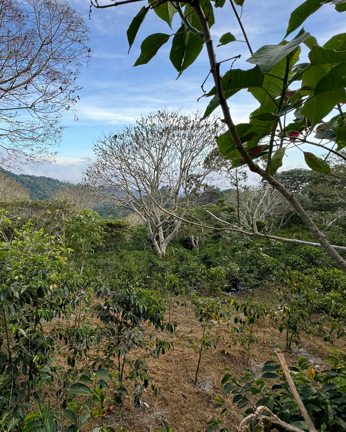 Finca Momoto Natural Geisha