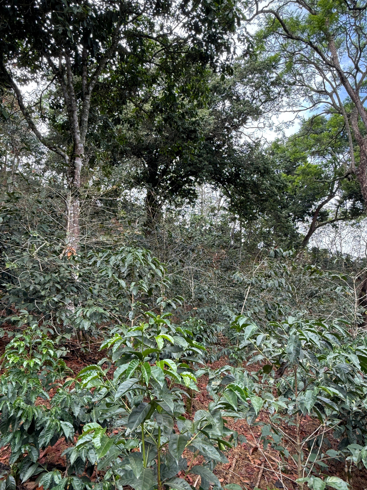 Finca El Alisal Natural Geisha