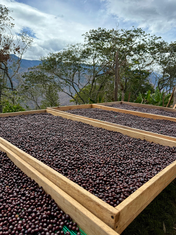 Finca El Alisal Typica Mejorado