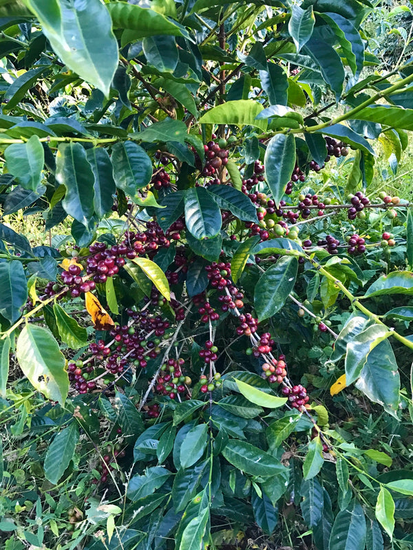 Carmen Geisha Natural Lot #2