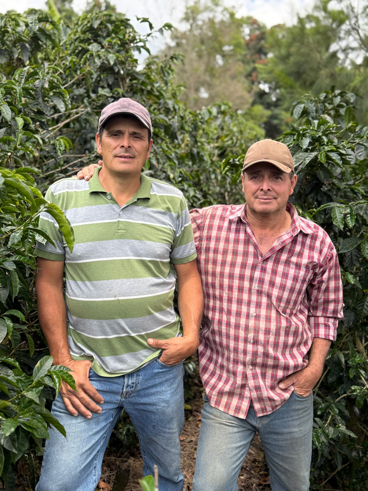 El Coyote Typica Red Honey