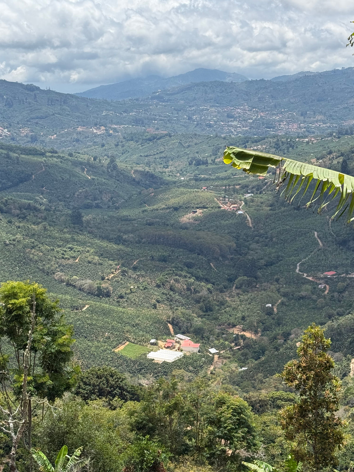 El Coyote Typica Red Honey