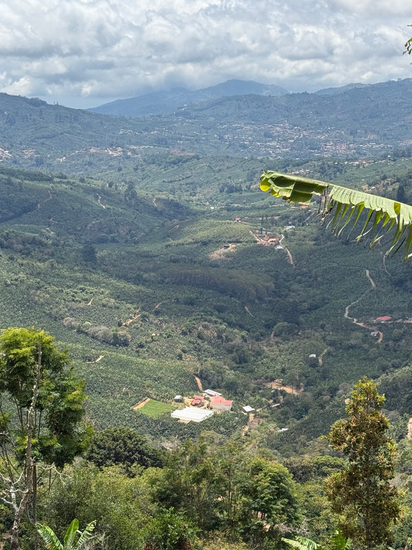 El Coyote Typica Red Honey