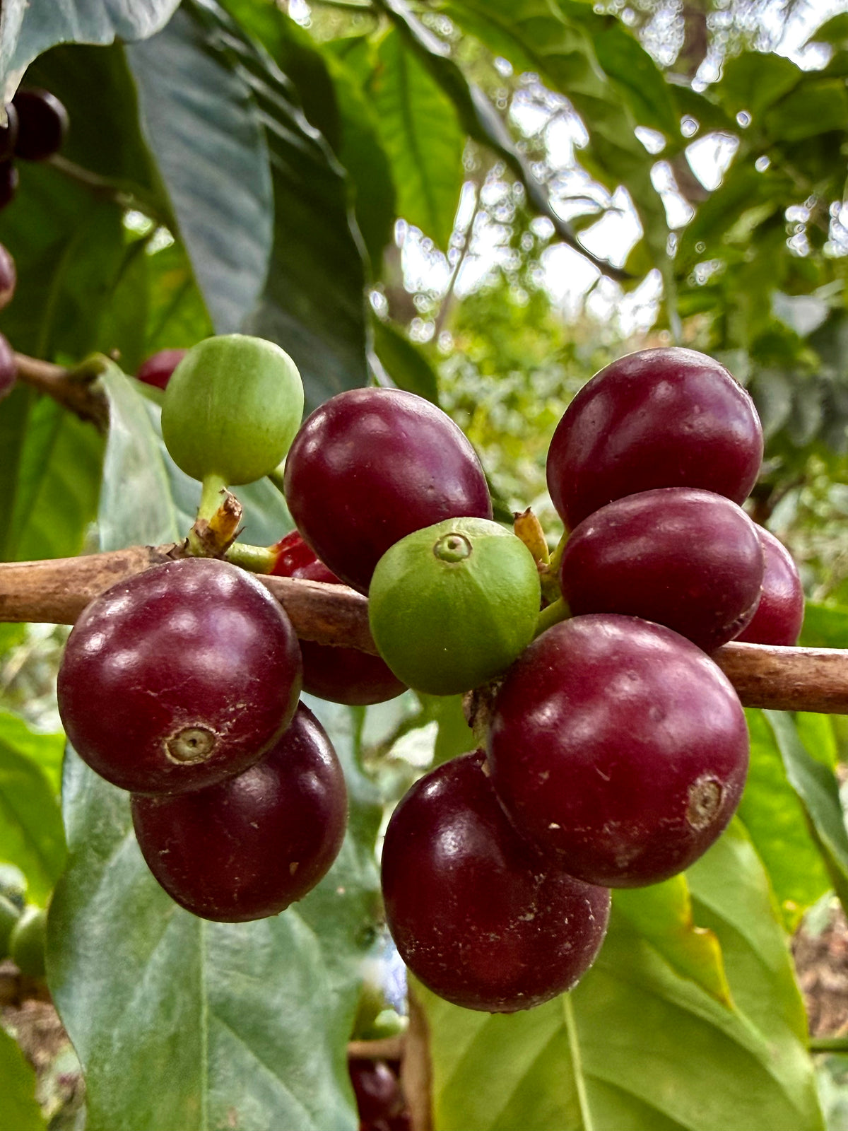 Fig Mood Espresso