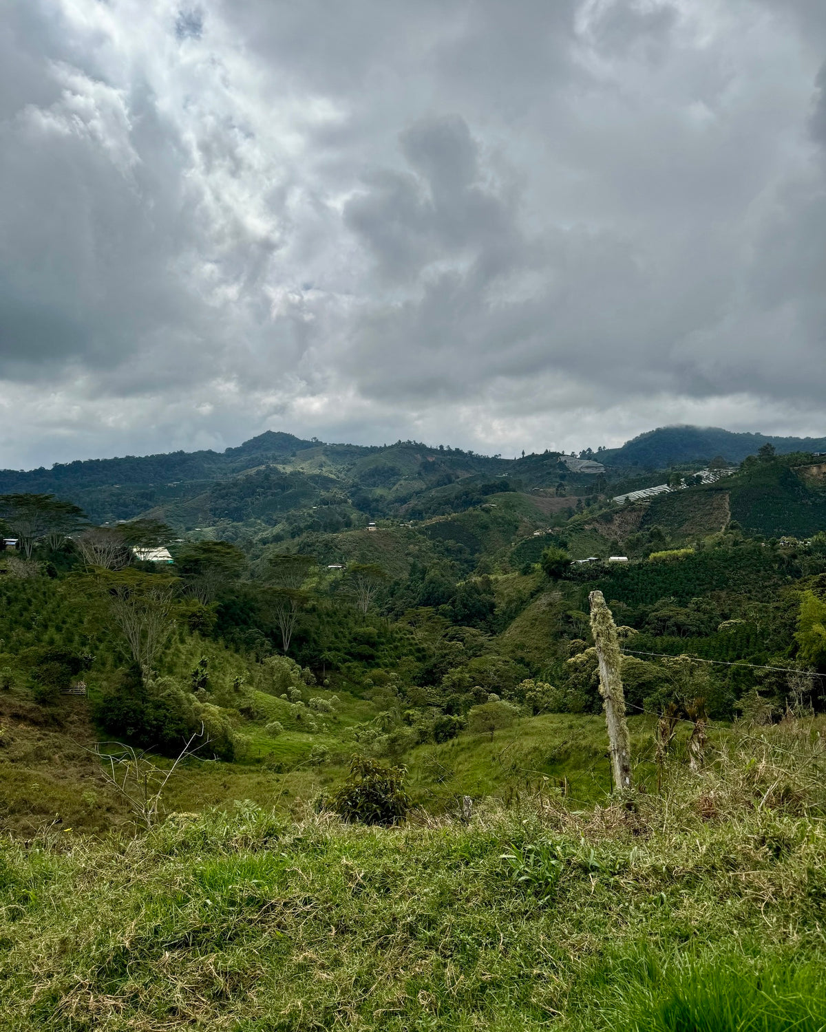 Finca El Paraiso Bourbon Aji