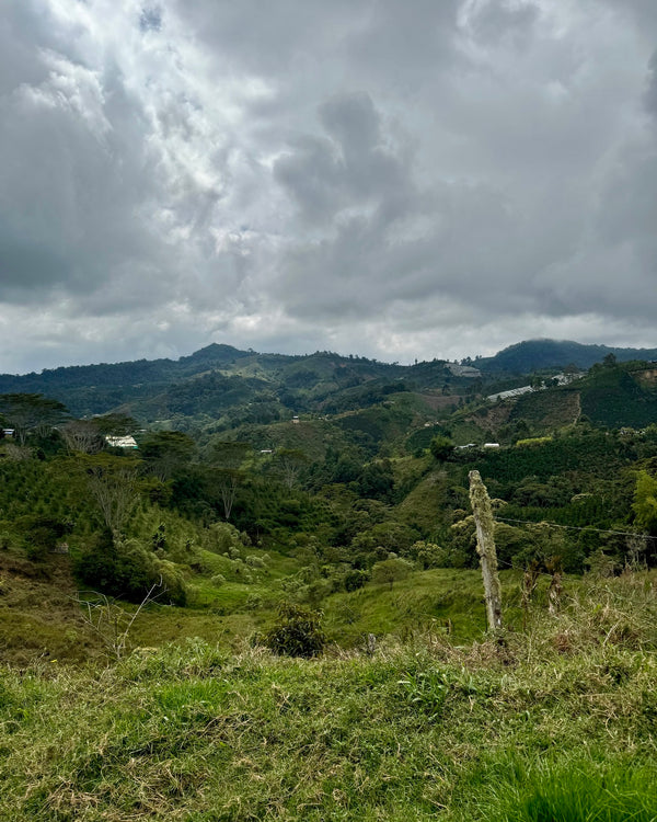 Finca El Paraiso Bourbon Aji