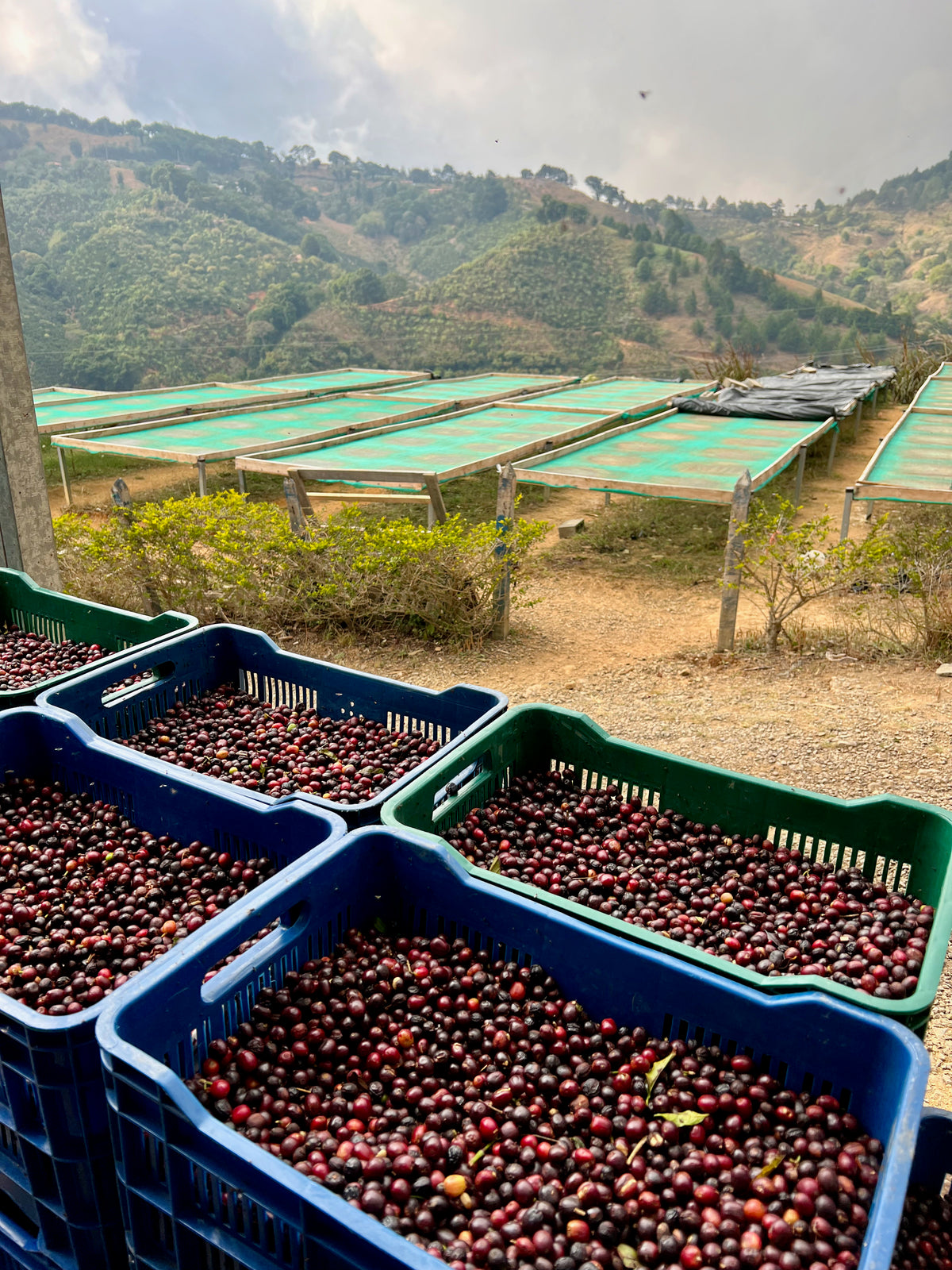 Fig Mood Espresso