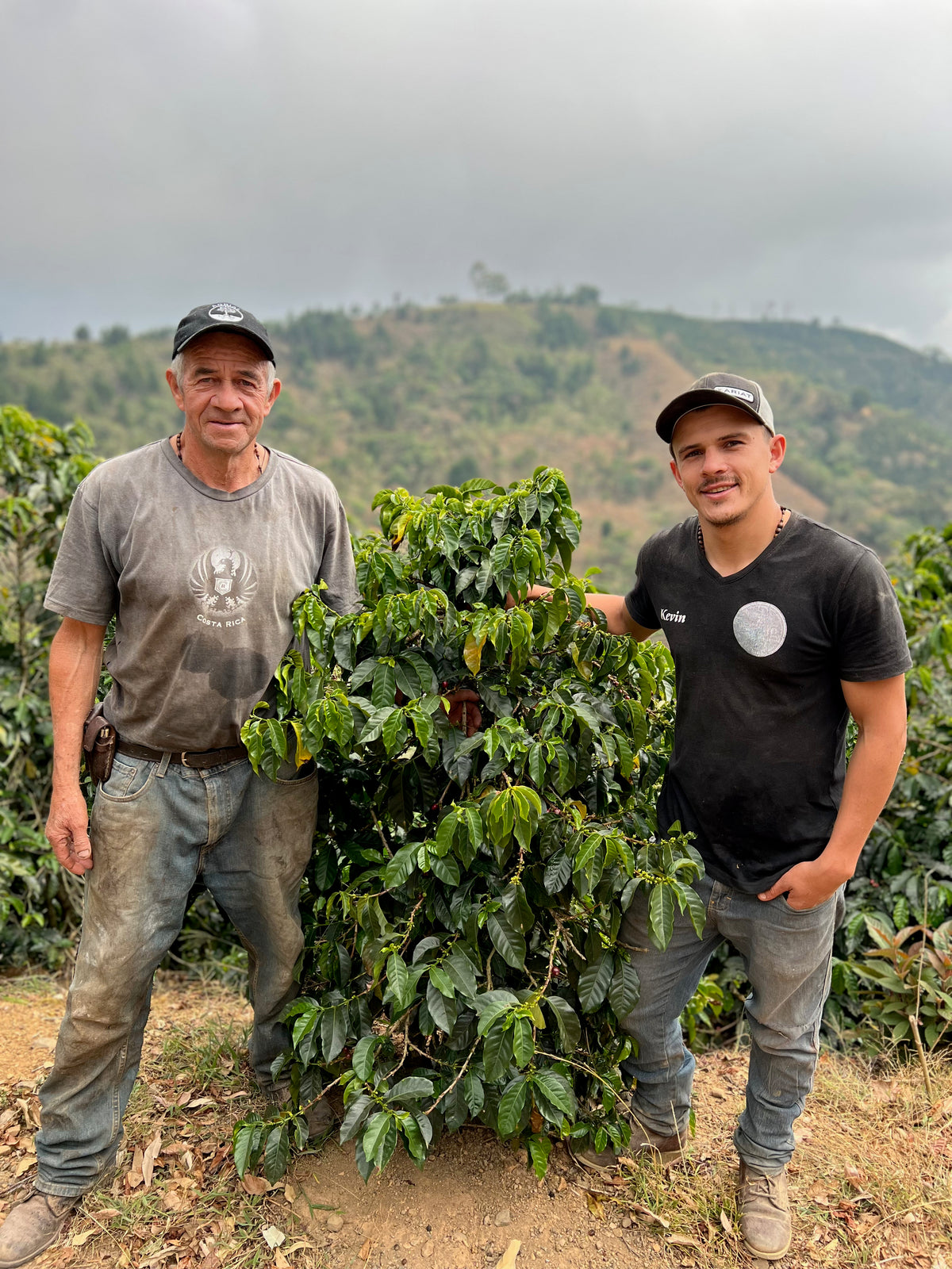 Fig Mood Espresso