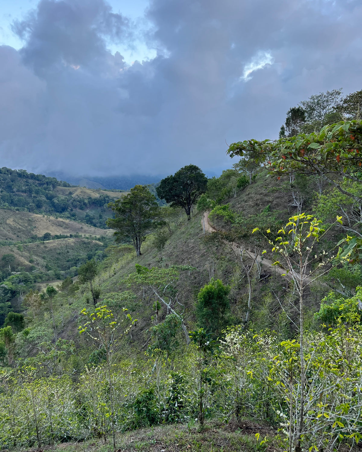 Ratibor Hartmann Chicho Gallo