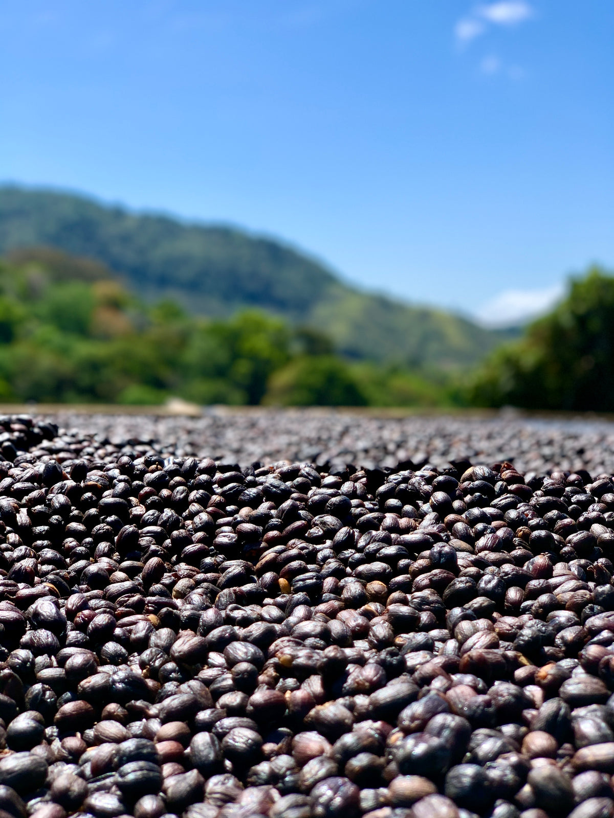 Finca Hartmann Anaerobic Natural Geisha