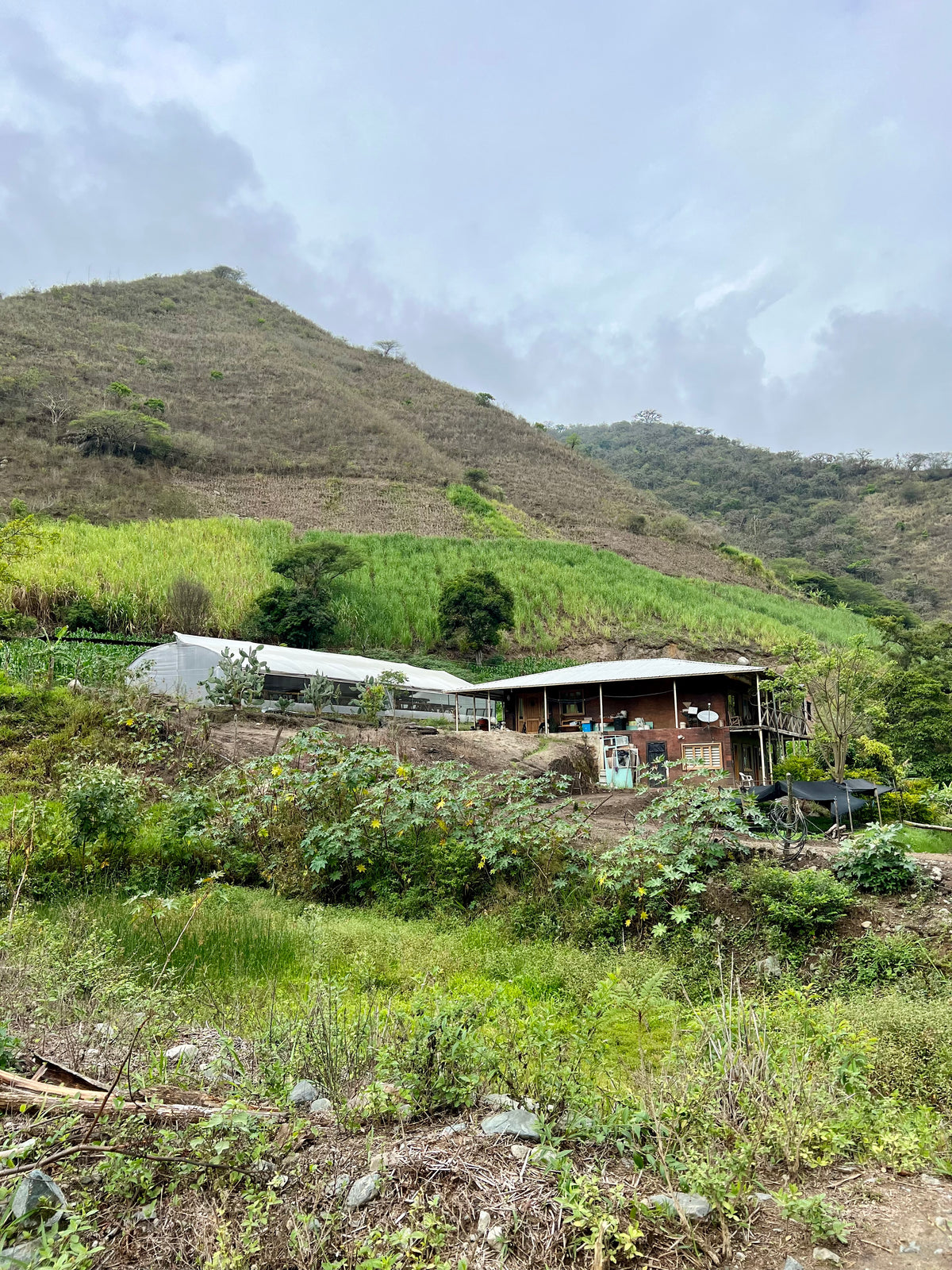 Hacienda La Florida Typica Mejorado