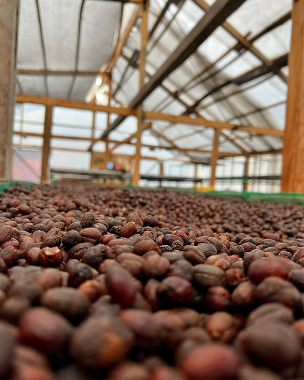 Santa Gertrudis Washed Geisha
