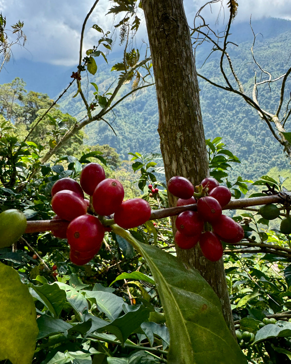 Finca La Negrita Red Geisha Washed