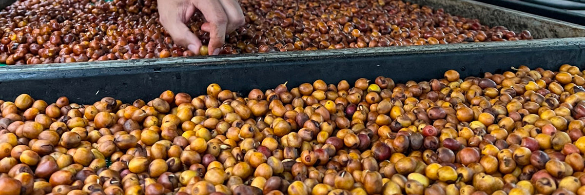 Hacienda Santa Gertrudis Sidra