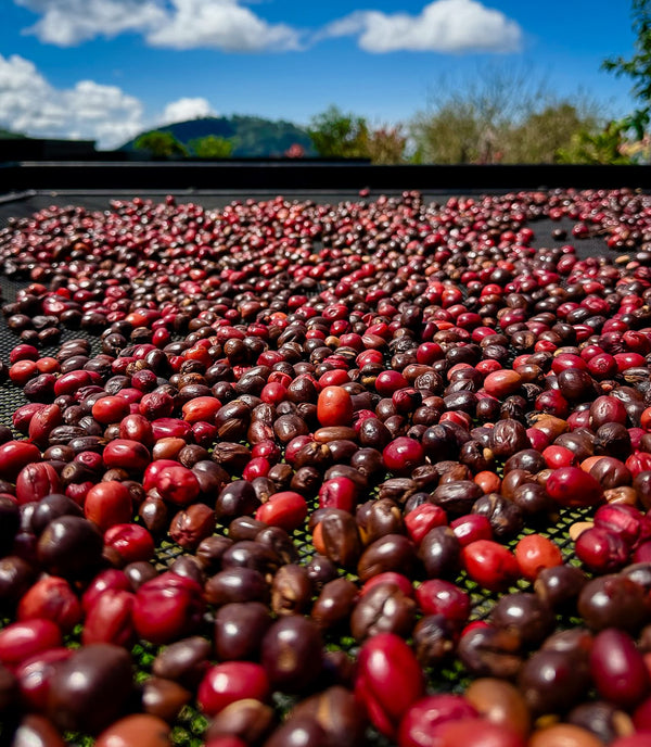Finca La Mirage Geisha Honey